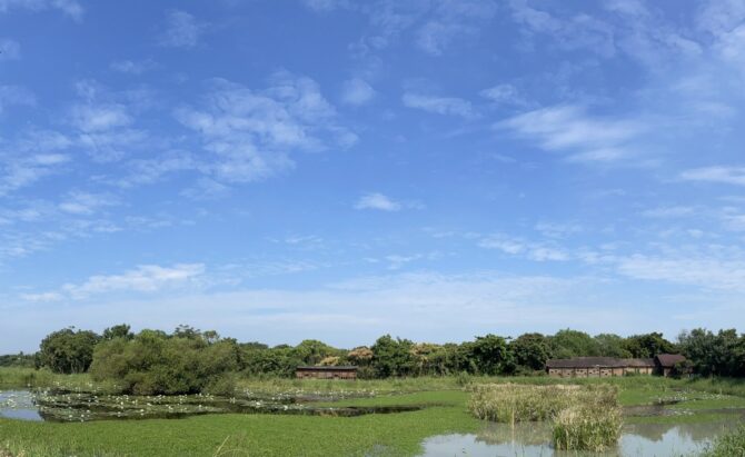 水雉園區景緻