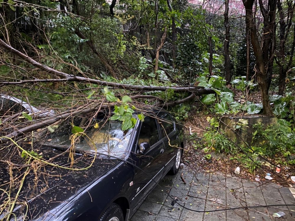 路樹倒塌 基二警不畏豪雨指揮交通！
