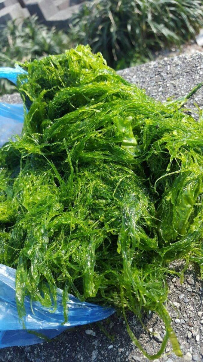 滸滸生風 來卯澳漁村食炸滸苔