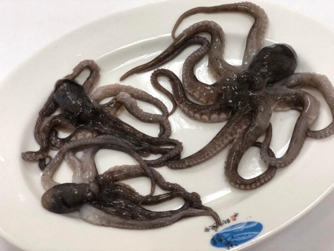 北海岸才有的特殊海味 限定季節美味「猴水仔」