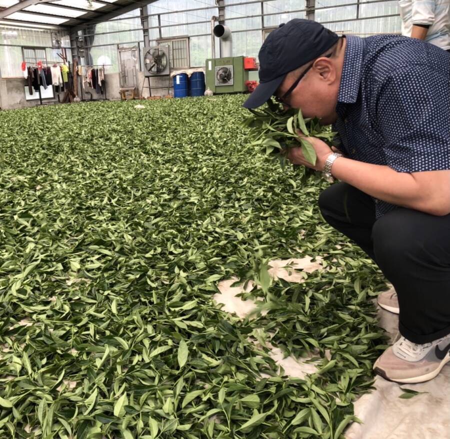 TEA TOP高山青月銷30萬杯 一斤1600元茶葉當手搖飲賣
