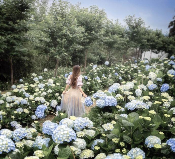 2022桃園繡球花季「秘境。覓徑 」花團錦簇妝點初夏浪漫