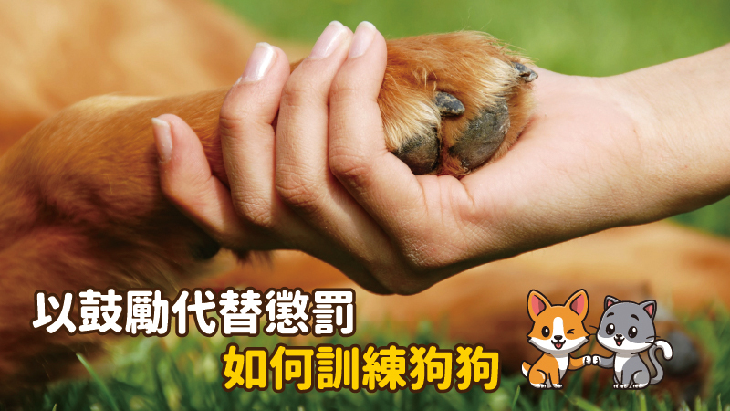 以鼓勵代替懲罰 如何訓練狗狗？ - 台北郵報 | The Taipei Post