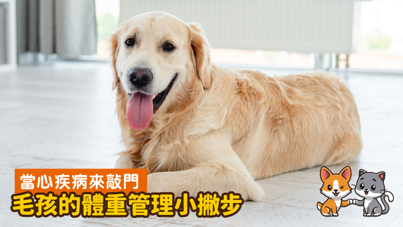 工作區域 8 100 3