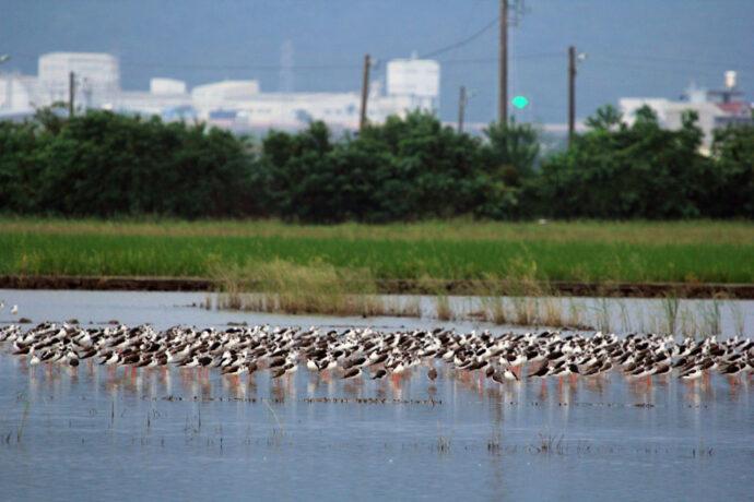 2022「穗在宜蘭 夏夜花火」將開跑　邀您一起探訪五十二甲溼地、三奇美徑