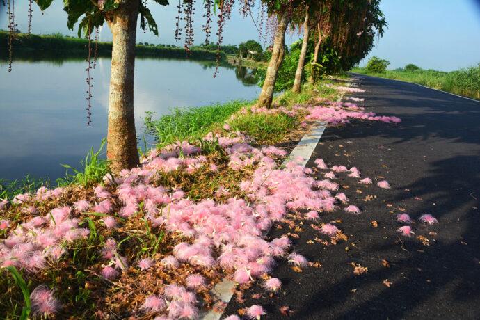 2022「穗在宜蘭 夏夜花火」將開跑　邀您一起探訪五十二甲溼地、三奇美徑