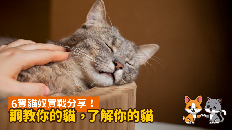6寶貓奴實戰分享！調教你的貓，了解你的貓 - 台北郵報 | The Taipei Post