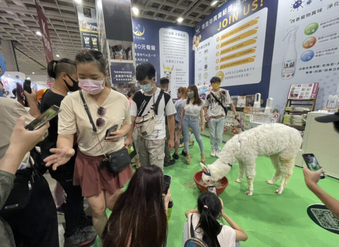 羊駝界王子麥可逛寵物展  小粉絲引頸期盼和麥可要簽名人氣爆棚！
