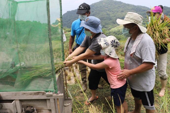 家庭志工百年梯田「稻」此一遊 祖孫節石門嵩山親子割稻打榖樂