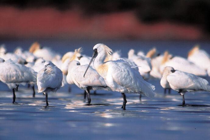 候鳥季節雲嘉南Bird棒！　「2022台灣觀鳥馬拉松」十週年開始報名