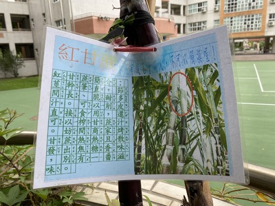 漾新聞|教室走廊陽台種出高高的甘蔗　新上師生家長啃甘蔗豐收美味在心頭