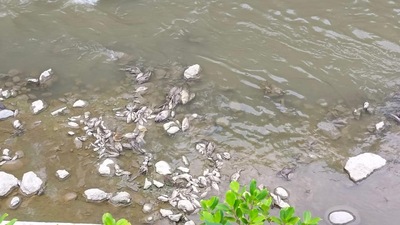 漾新聞|大寮大排水溝魚群翻肚鴨隻死亡 邱于軒要求環保局澈底調查
