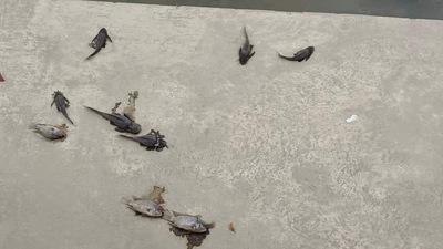 漾新聞|大寮大排水溝魚群翻肚鴨隻死亡 邱于軒要求環保局澈底調查