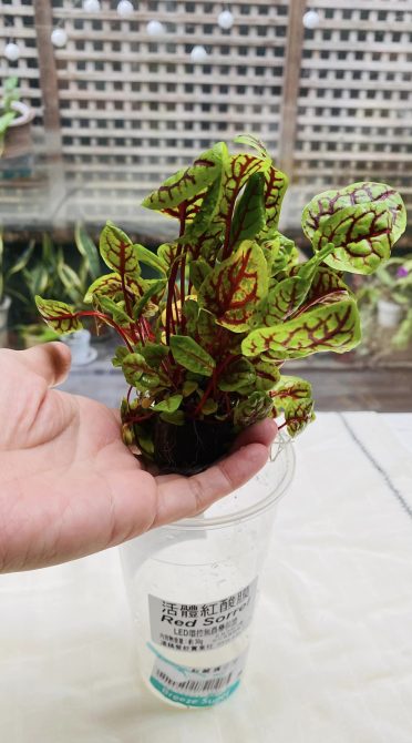 第一次試種紅酸模成功