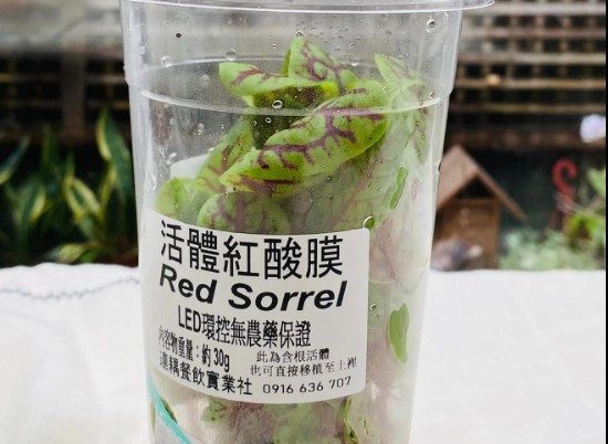 第一次試種紅酸模成功