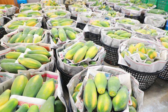 黃偉哲邀請大家一起開箱全國最美果菜市場地標建築 新化果菜市場試營運