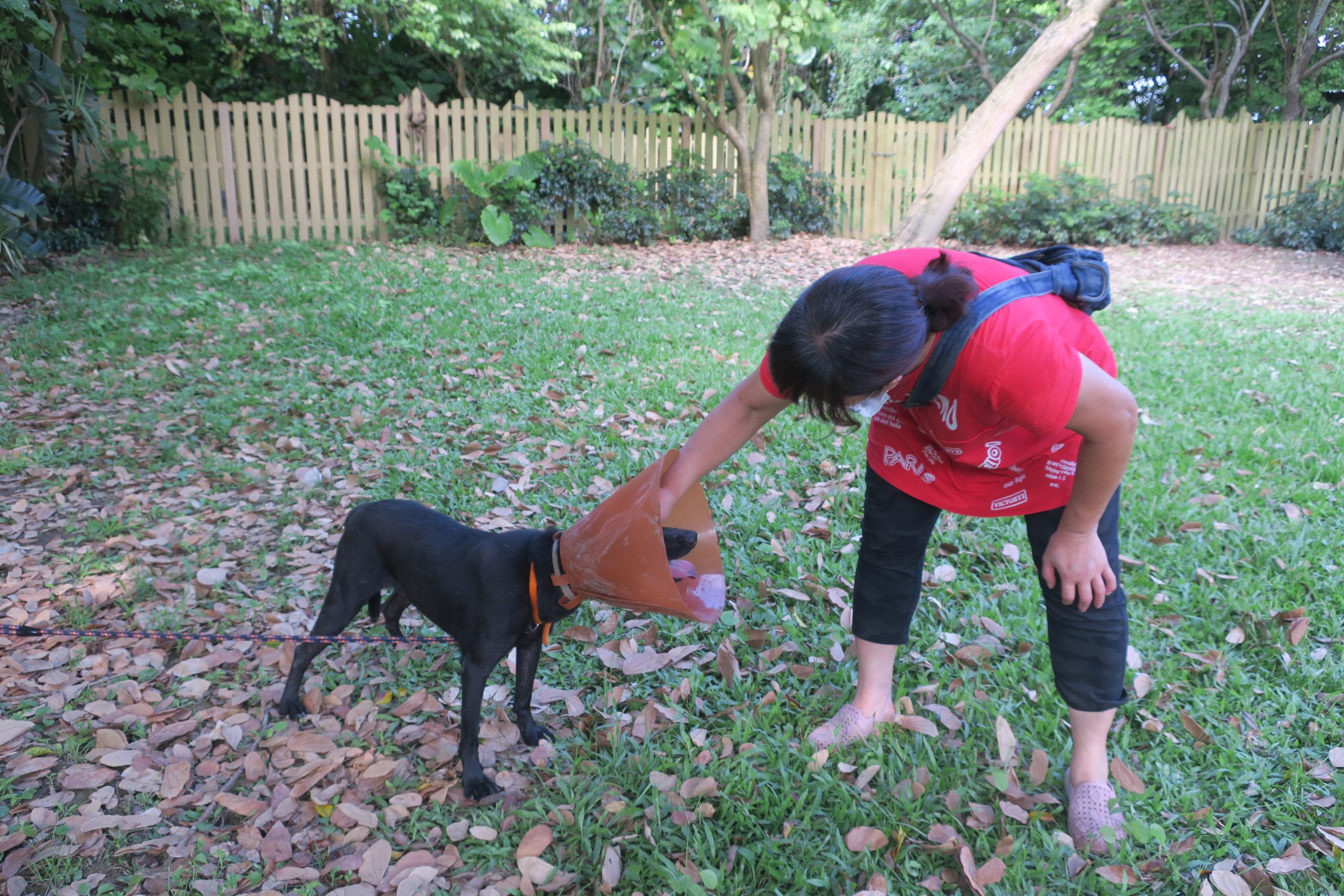 新北動保處治癒浪犬開放性傷口，愛媽感動收編