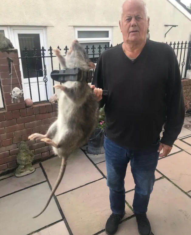 英國男子意外捕獲 體型「跟小狗一樣大」的巨鼠