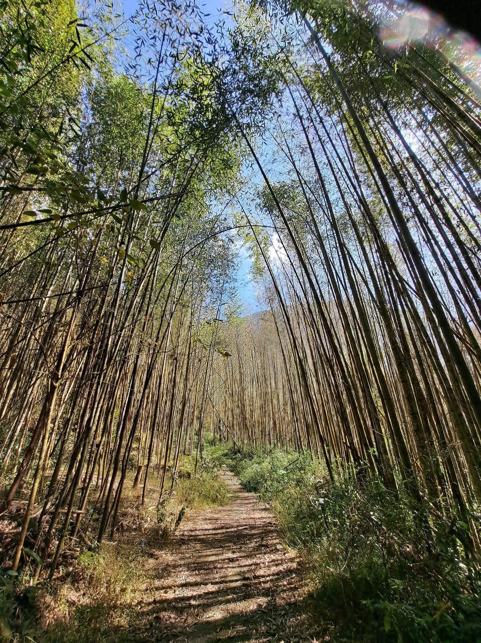 迷迷糊糊入蕨境
