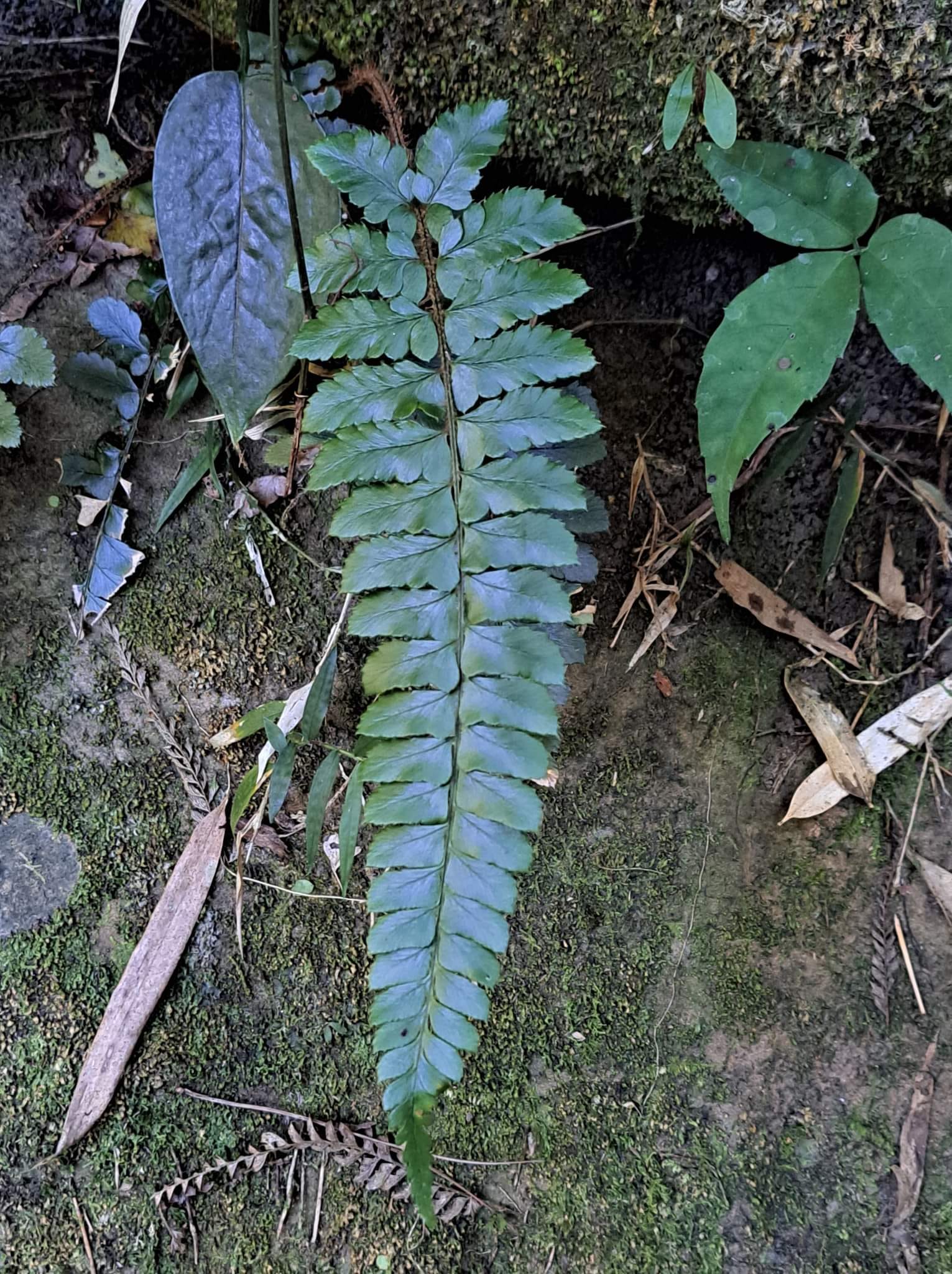 迷迷糊糊入蕨境
