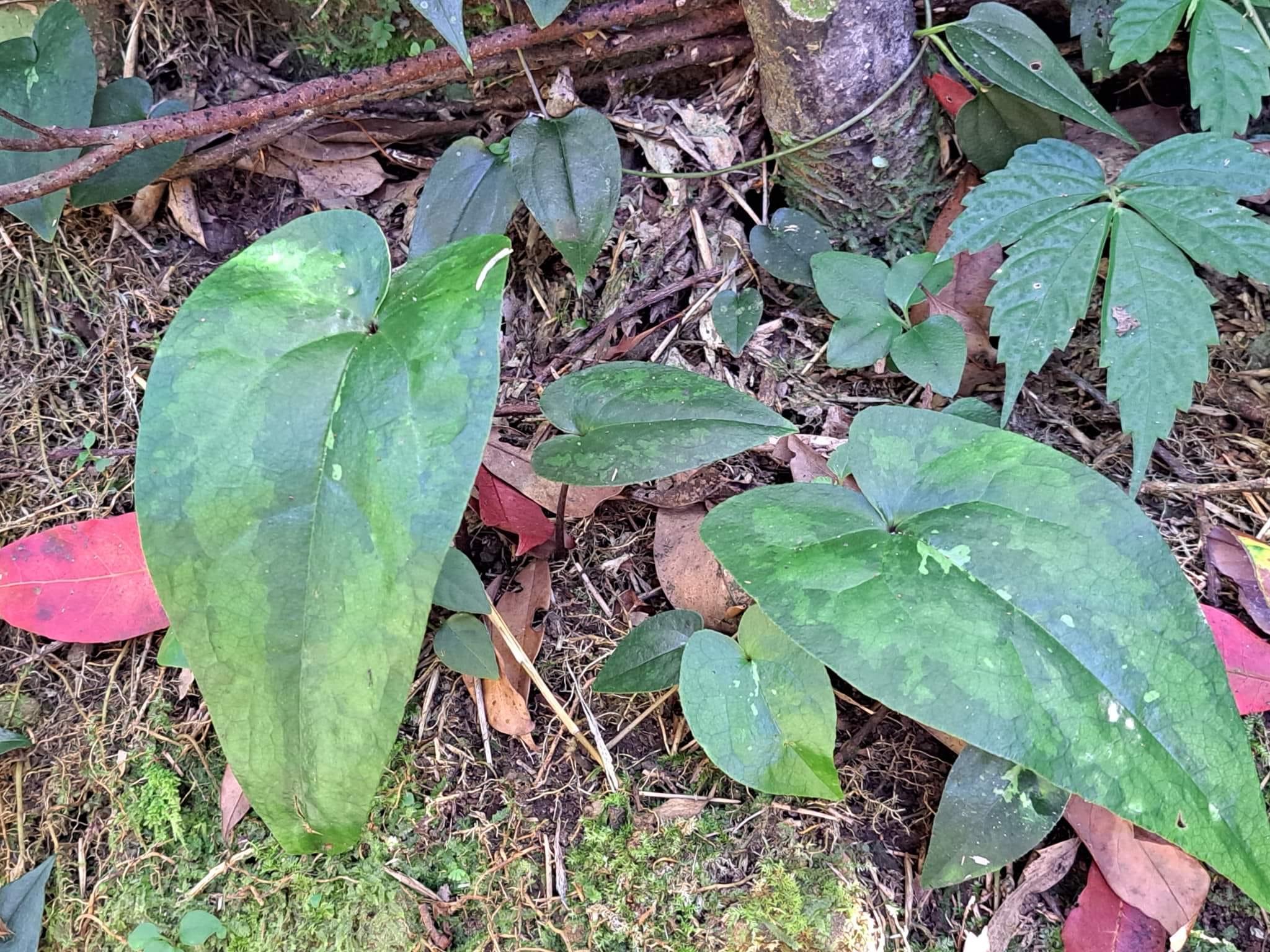 迷迷糊糊入蕨境
