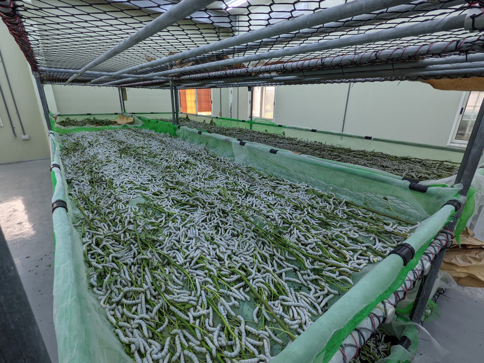 石虎不哭！台灣首款「生態護育貓食品牌」用愛守護野生動物棲息地