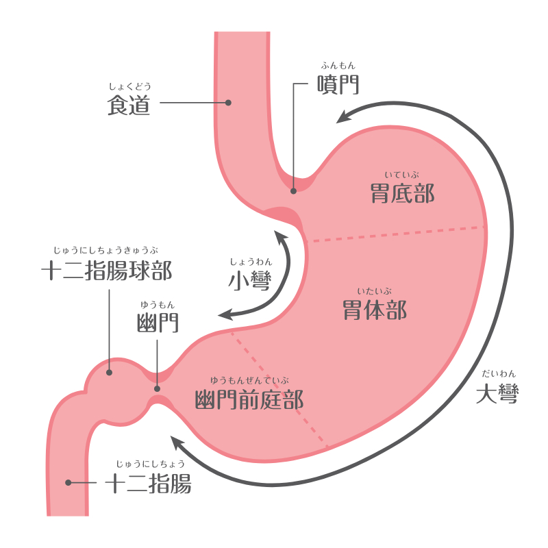 一吃就飽、容易胃脹氣？恐是構造罕見的「瀑布胃」 低FODMAP飲食助改善