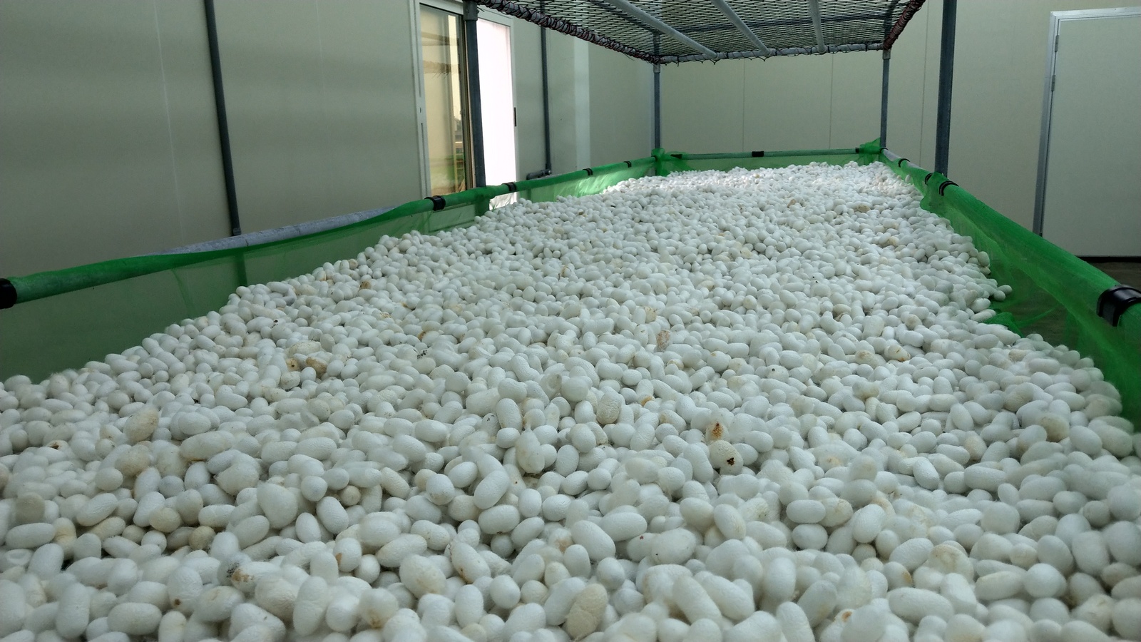 石虎不哭！台灣首款「生態護育貓食品牌」用愛守護野生動物棲息地
