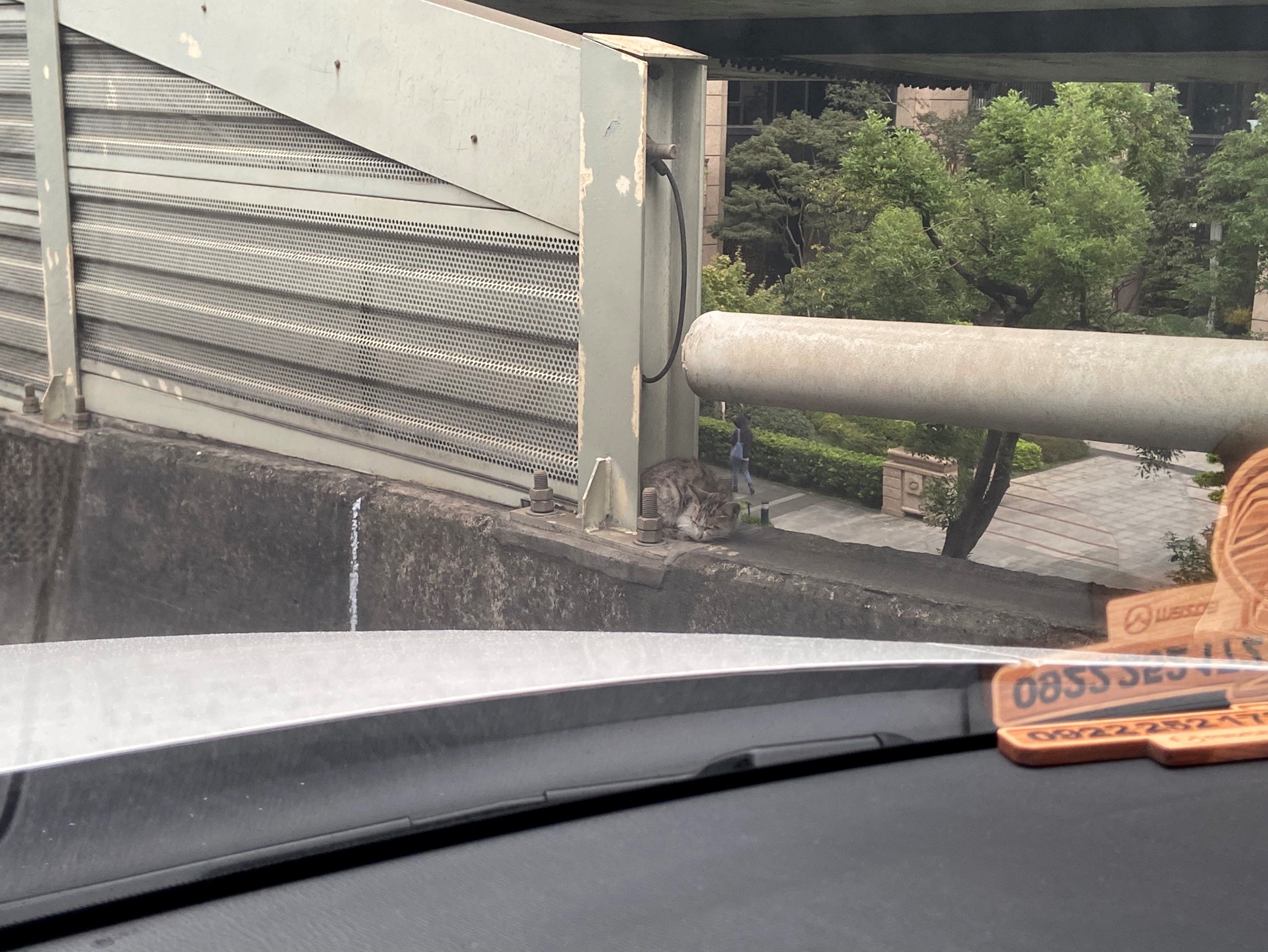 小虎斑貓受困快速道路交流道 新北動保員迅速救援 小虎斑貓受困快速道路交流道 新北動保員迅速救援