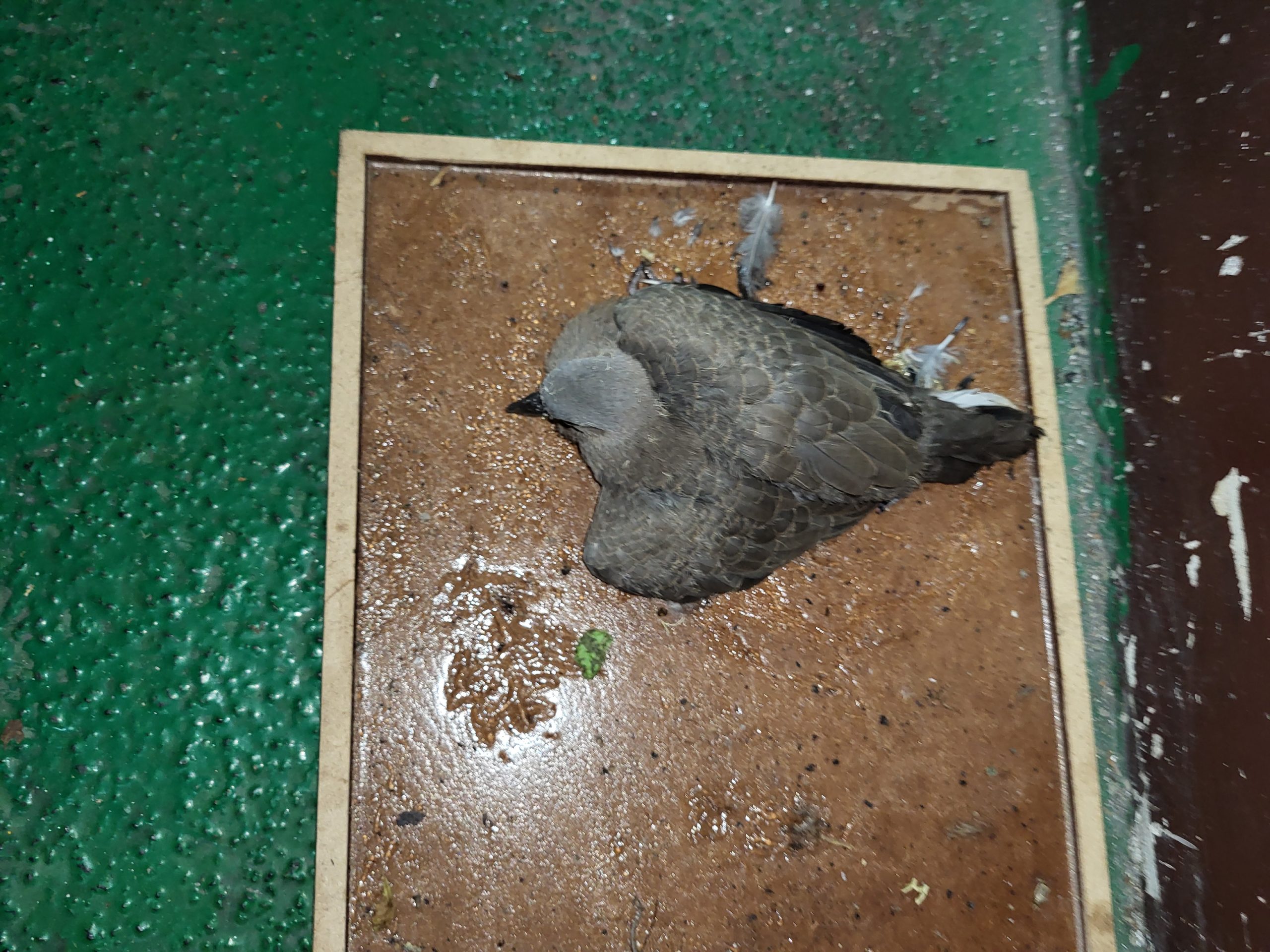 鳥禽誤觸黏鼠板 新北動保處救援安置