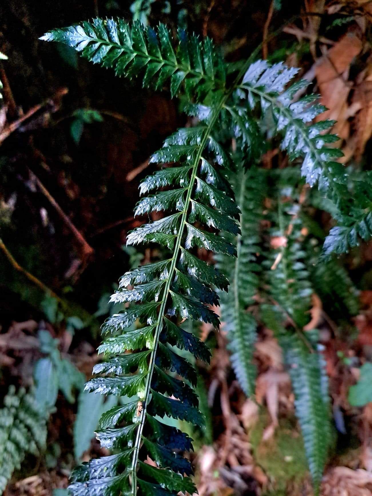 阿里山迷霧森林＜1＞
