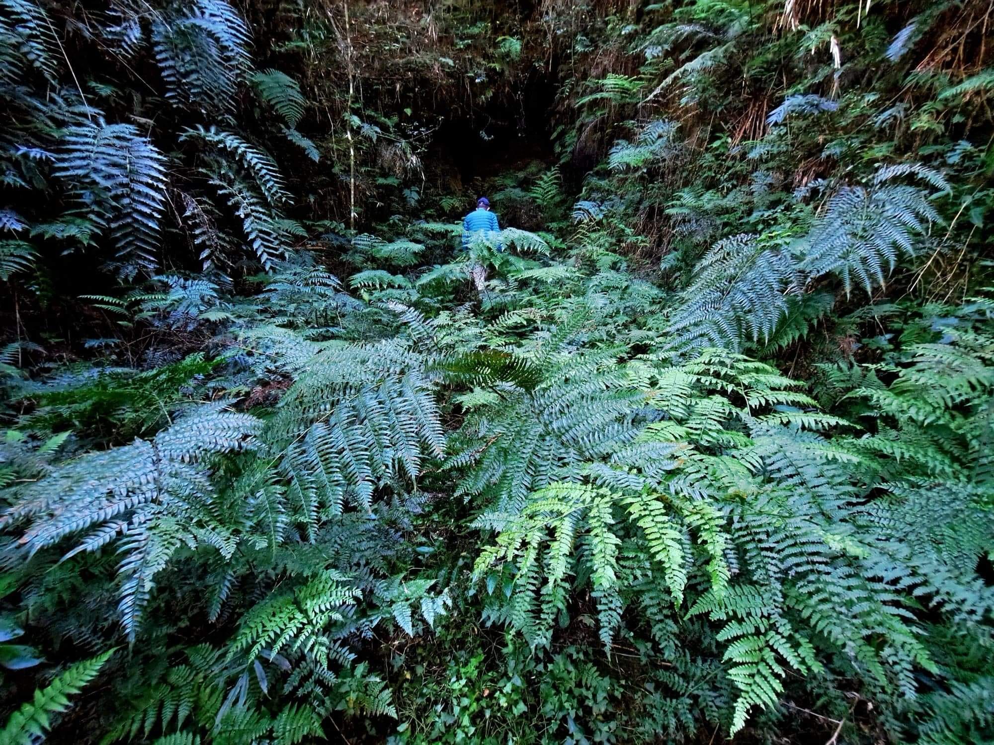 阿里山迷霧森林＜1＞