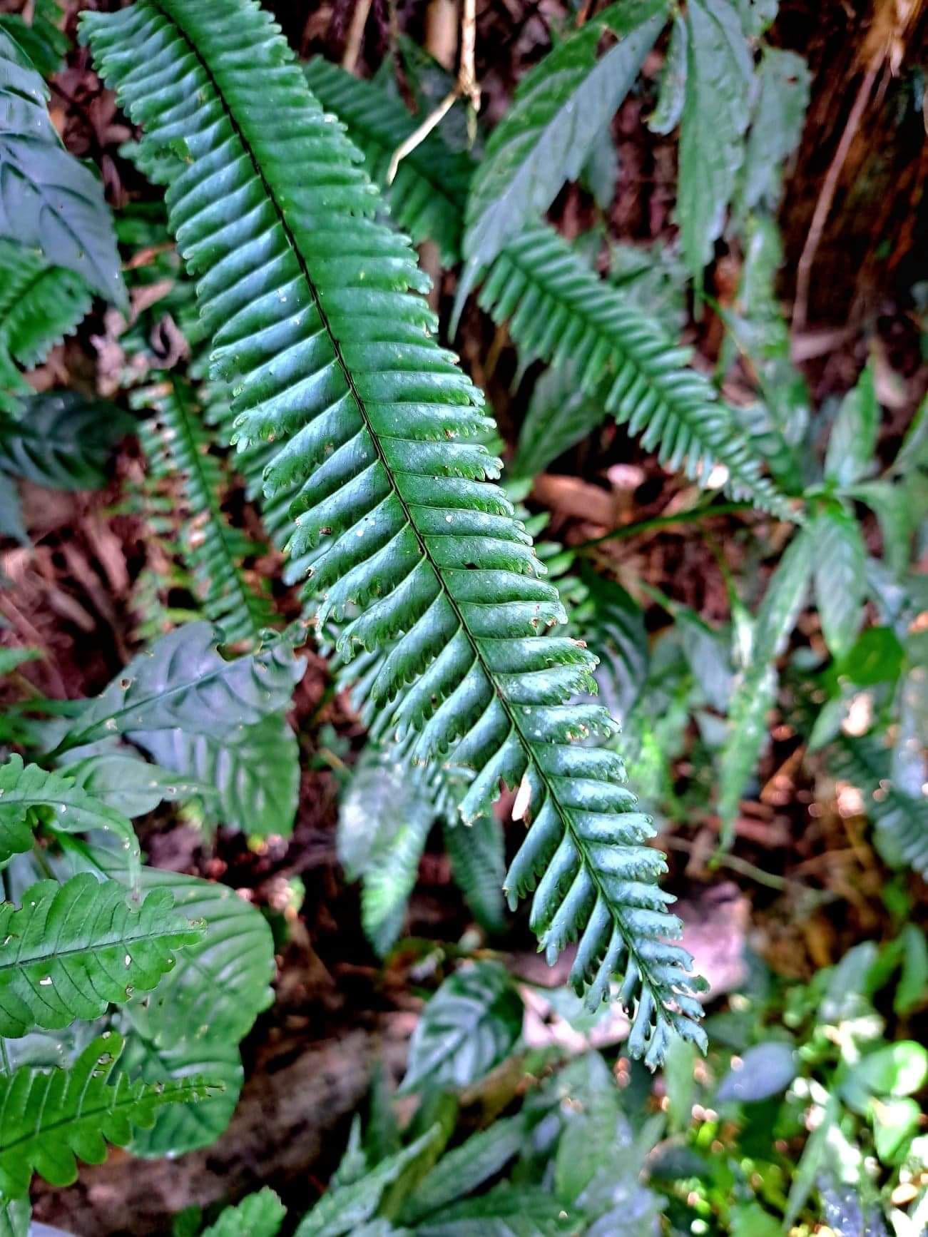 阿里山迷霧森林＜1＞