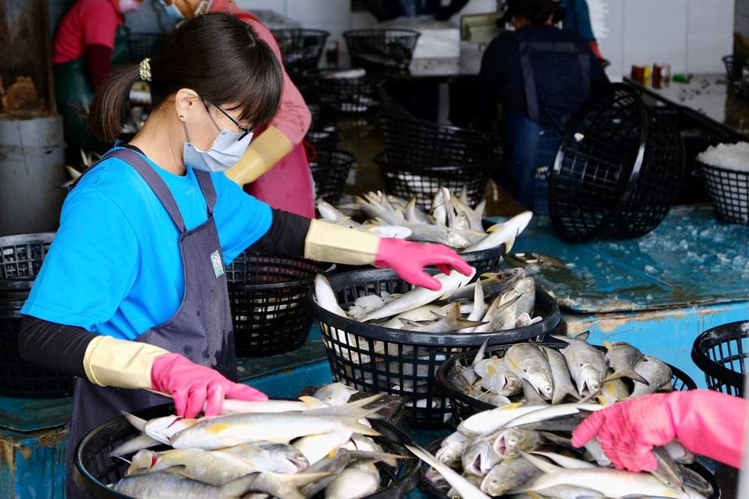 屏東強化午仔魚內外銷 縣府與中央聯手推出行銷獎勵