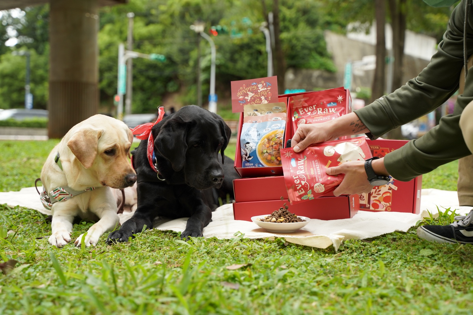 疫情下導盲犬難關重重！誤食口罩醫療費逼近30萬　知名寵物品牌暖推公益禮盒