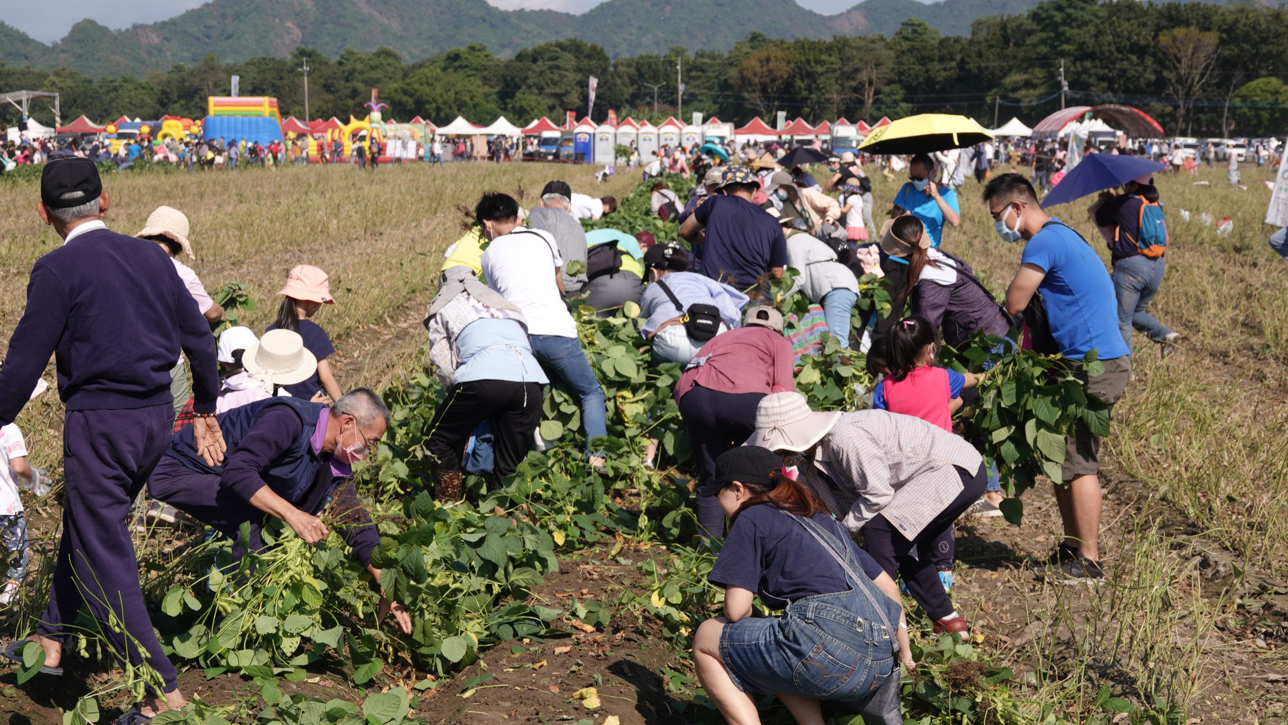 影/睽違2年毛豆文化季「魔豆傳奇」千人採毛豆樂趣