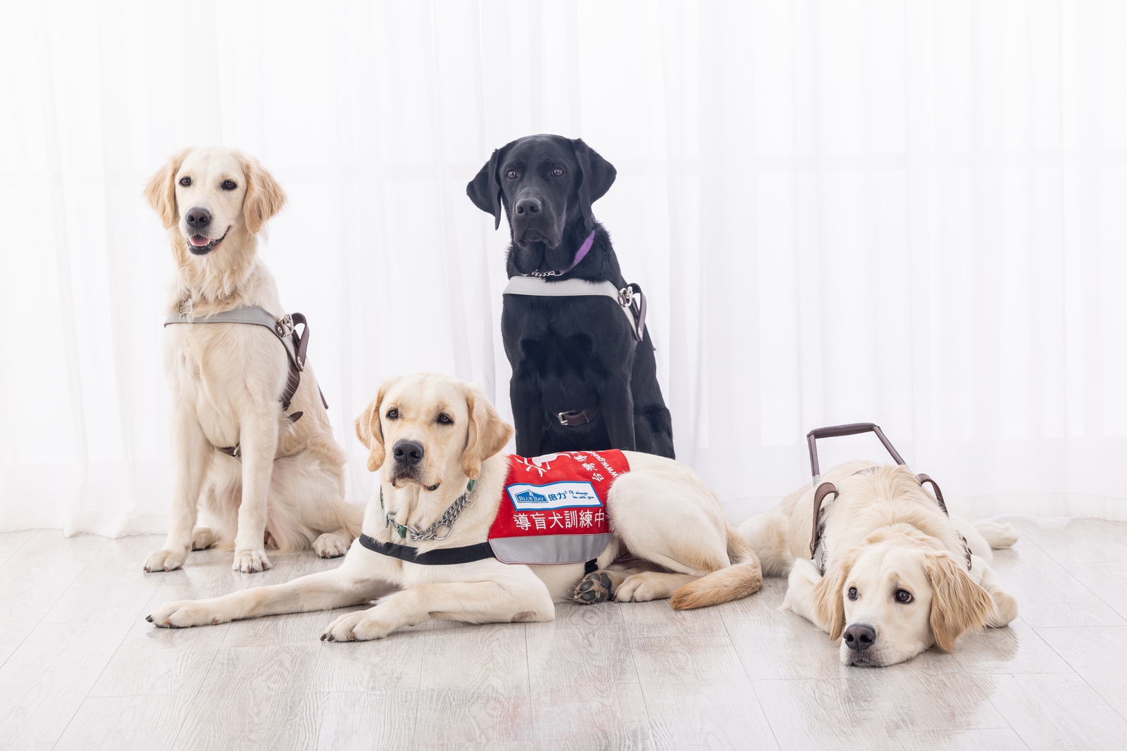 疫情下導盲犬難關重重！誤食口罩醫療費逼近30萬　知名寵物品牌暖推公益禮盒