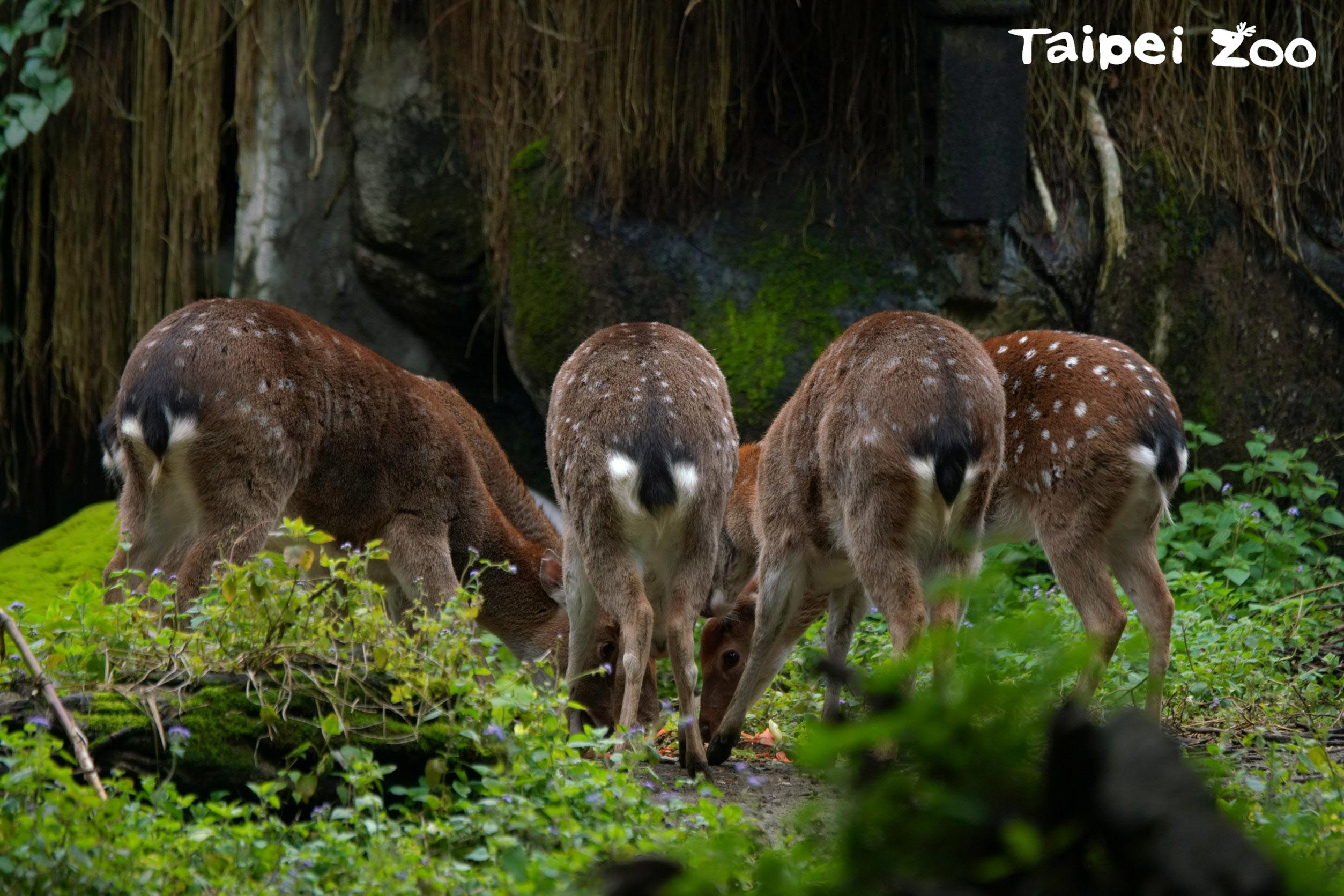 臺北市立動物園 梅花鹿園徽的由來