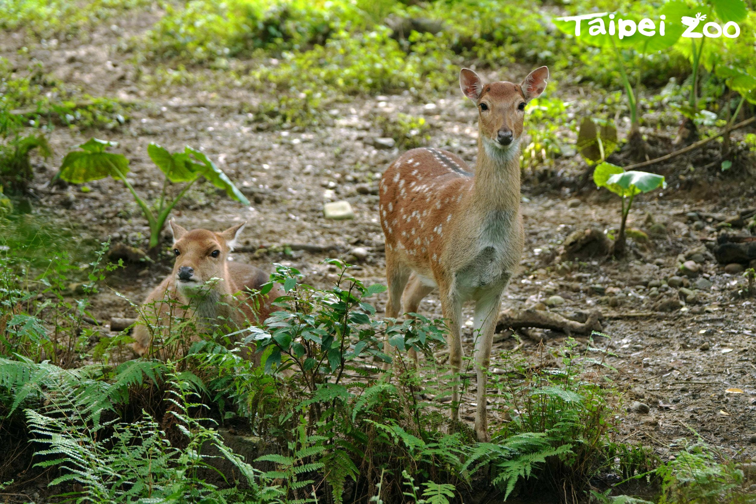 臺北市立動物園 梅花鹿園徽的由來