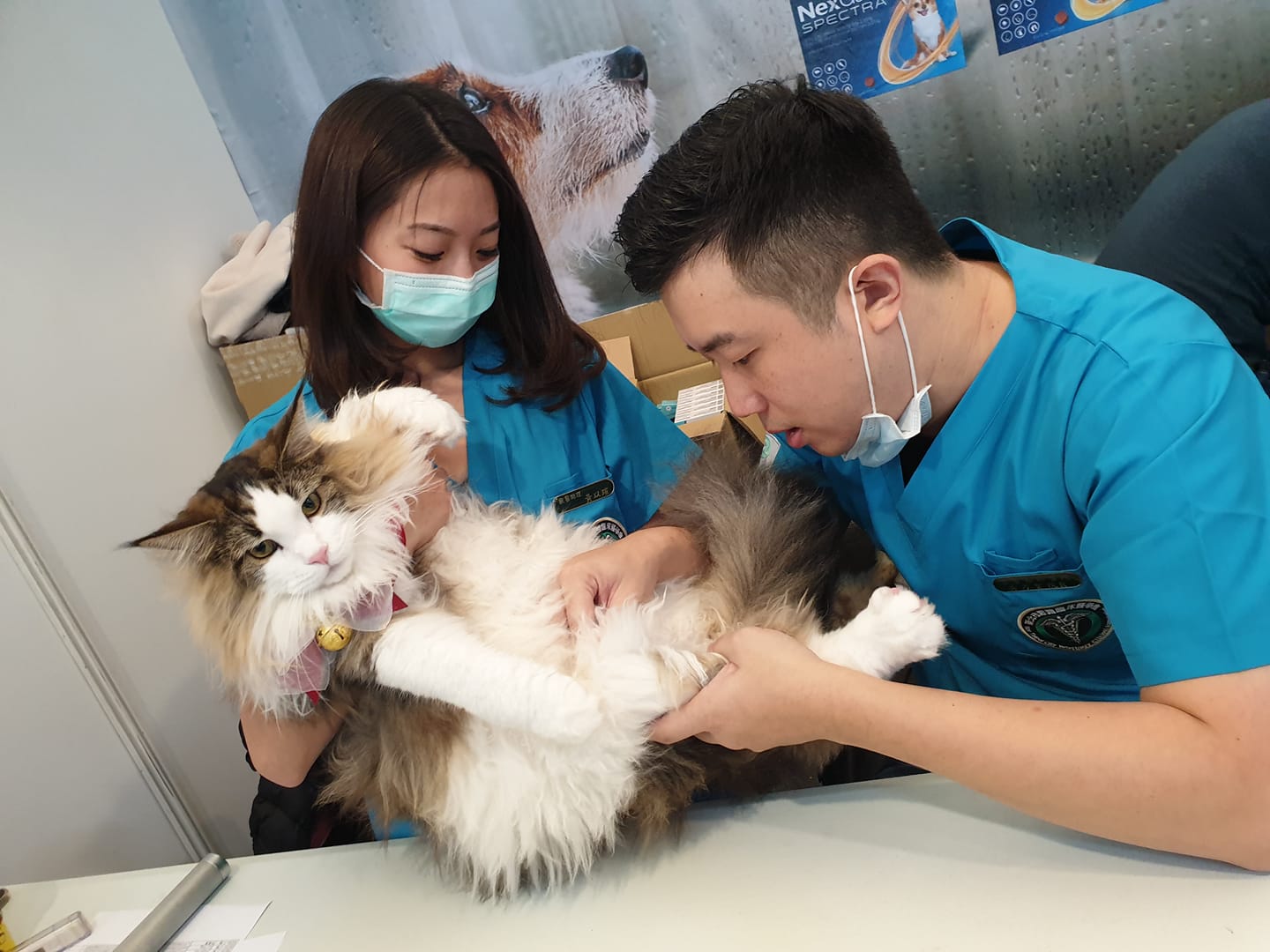 波波錢包送虎迎兎元宇宙再躍進 攜手Pet Talk、台南晶英酒店各推寵愛毛小孩、飯店餐飲福利賦能NFT