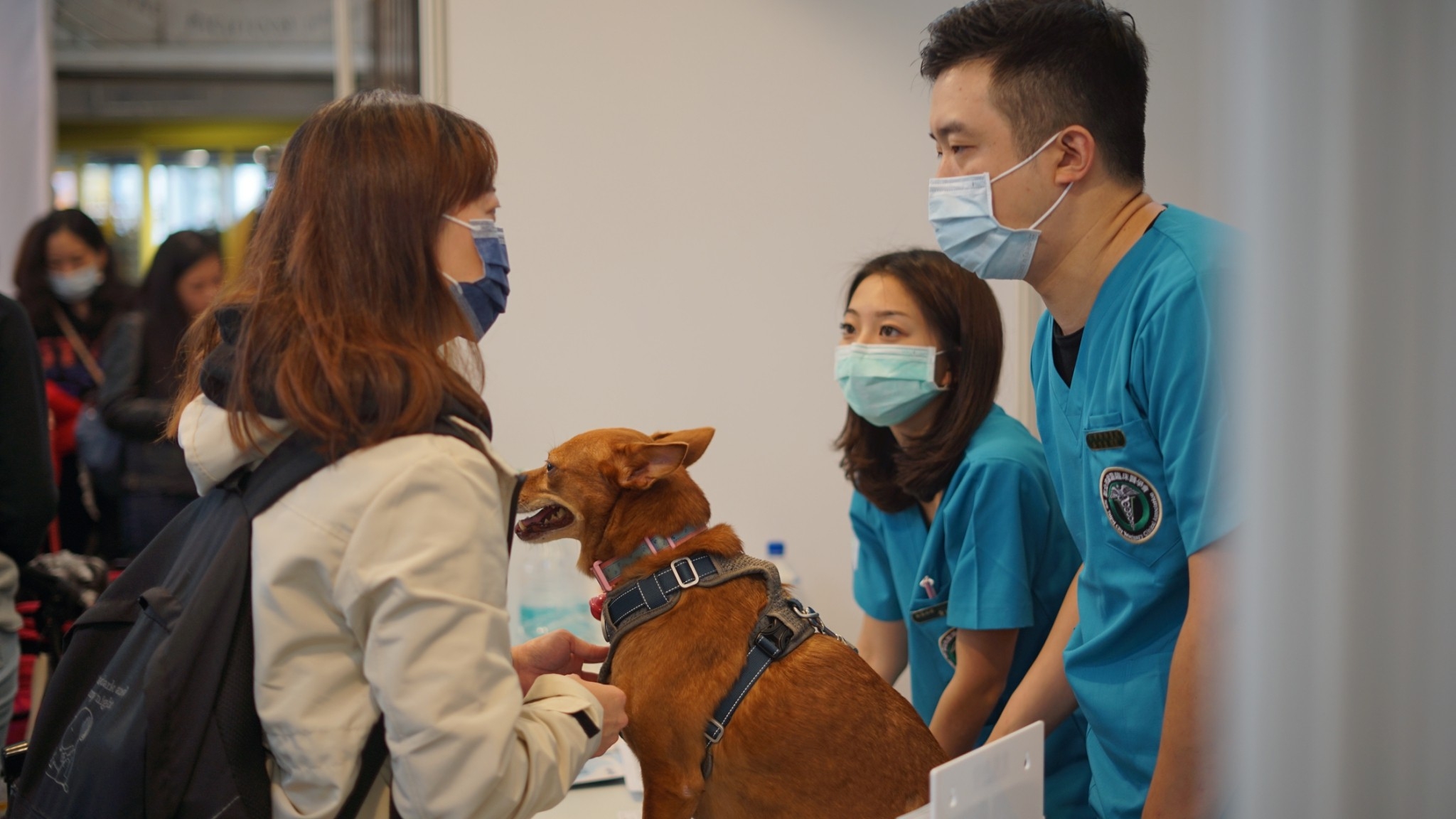 波波錢包送虎迎兎元宇宙再躍進 攜手Pet Talk、台南晶英酒店各推寵愛毛小孩、飯店餐飲福利賦能NFT