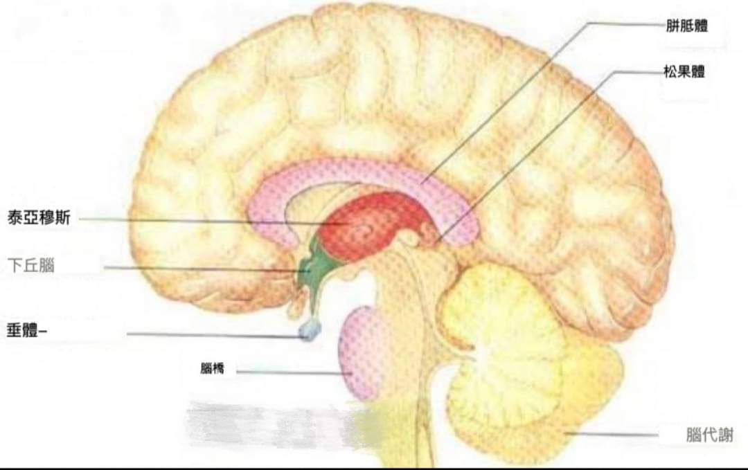 大腦是人類驚人的器官，它控制著身體的所有機能變化