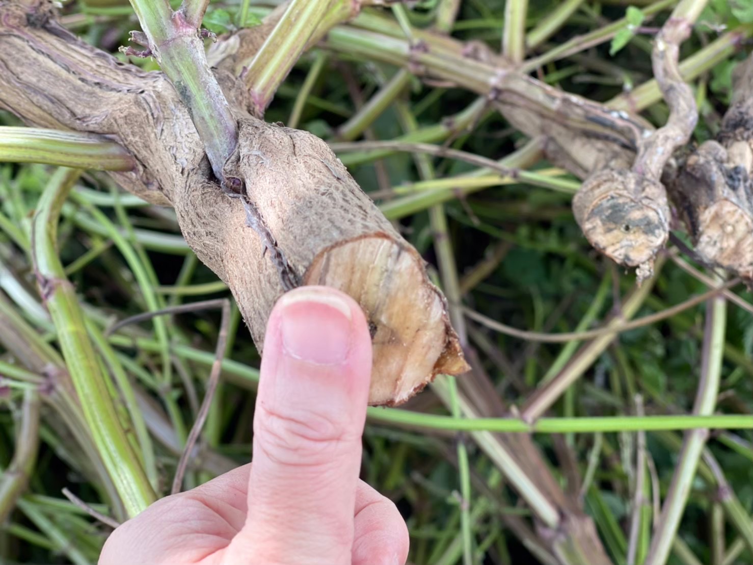 中醫師初衷！ 以台灣在地植物「紫蘇」化為保養品