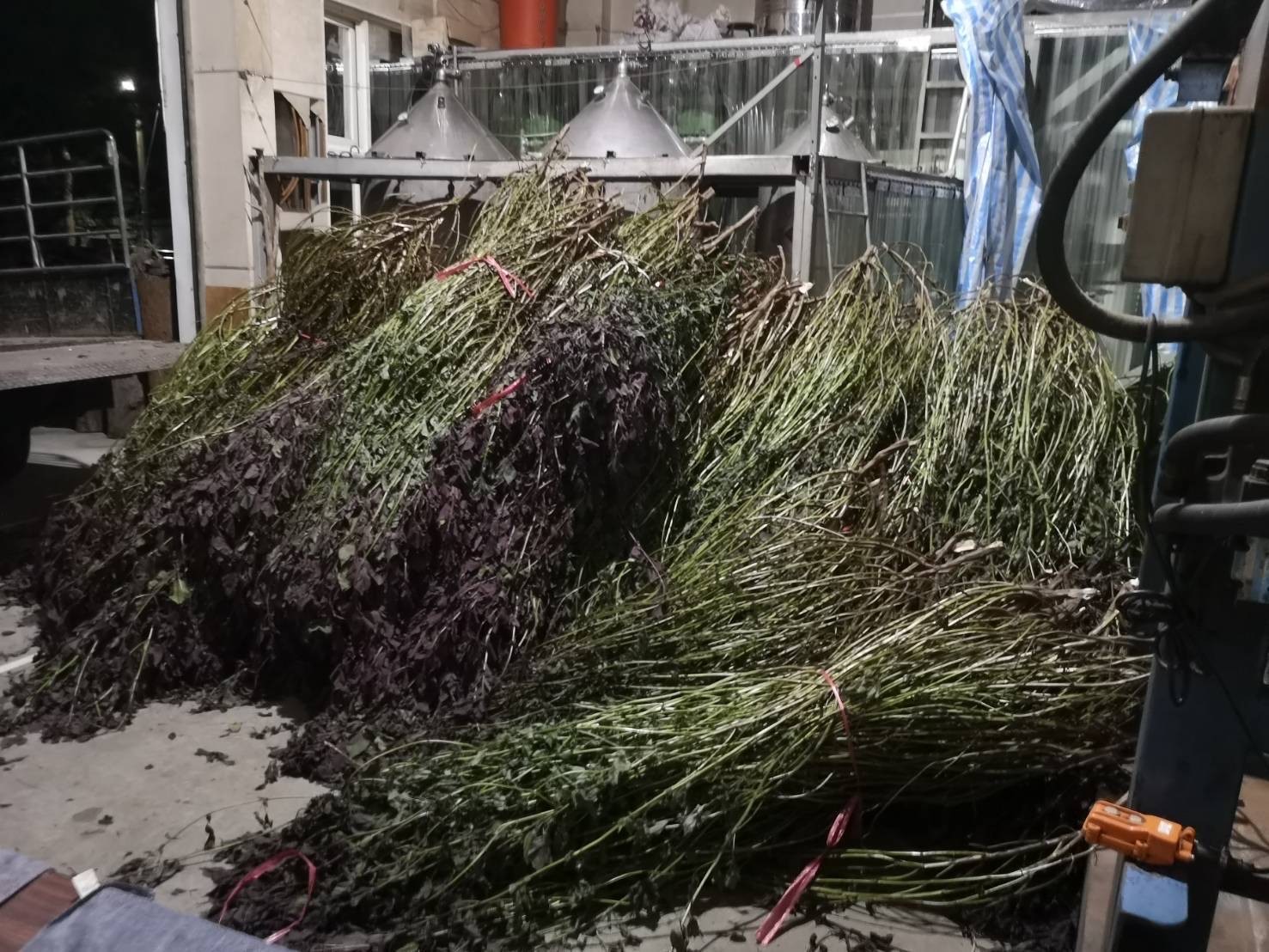 中醫師初衷！ 以台灣在地植物「紫蘇」化為保養品