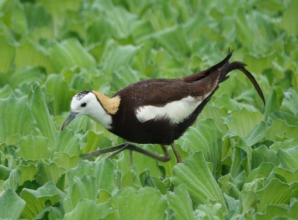 2月2日世界濕地日 屏東珍貴稀有鳥類復育有成