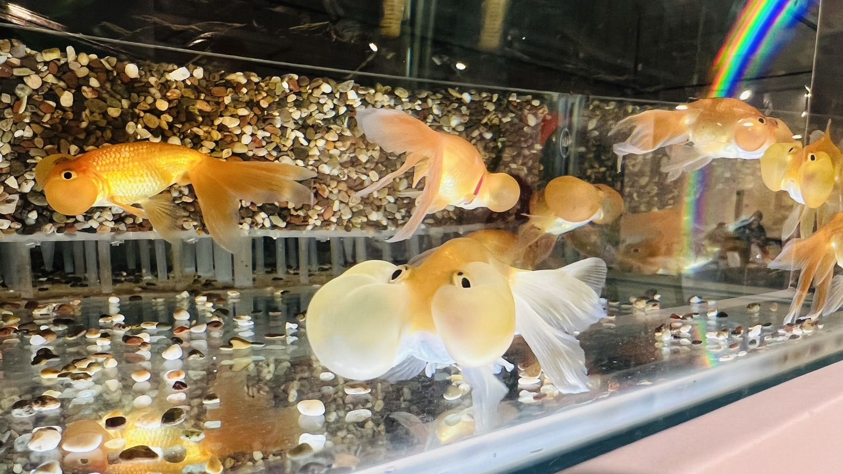 熱博「彩魚新視界」為屏東漁業及觀賞魚展示主題區