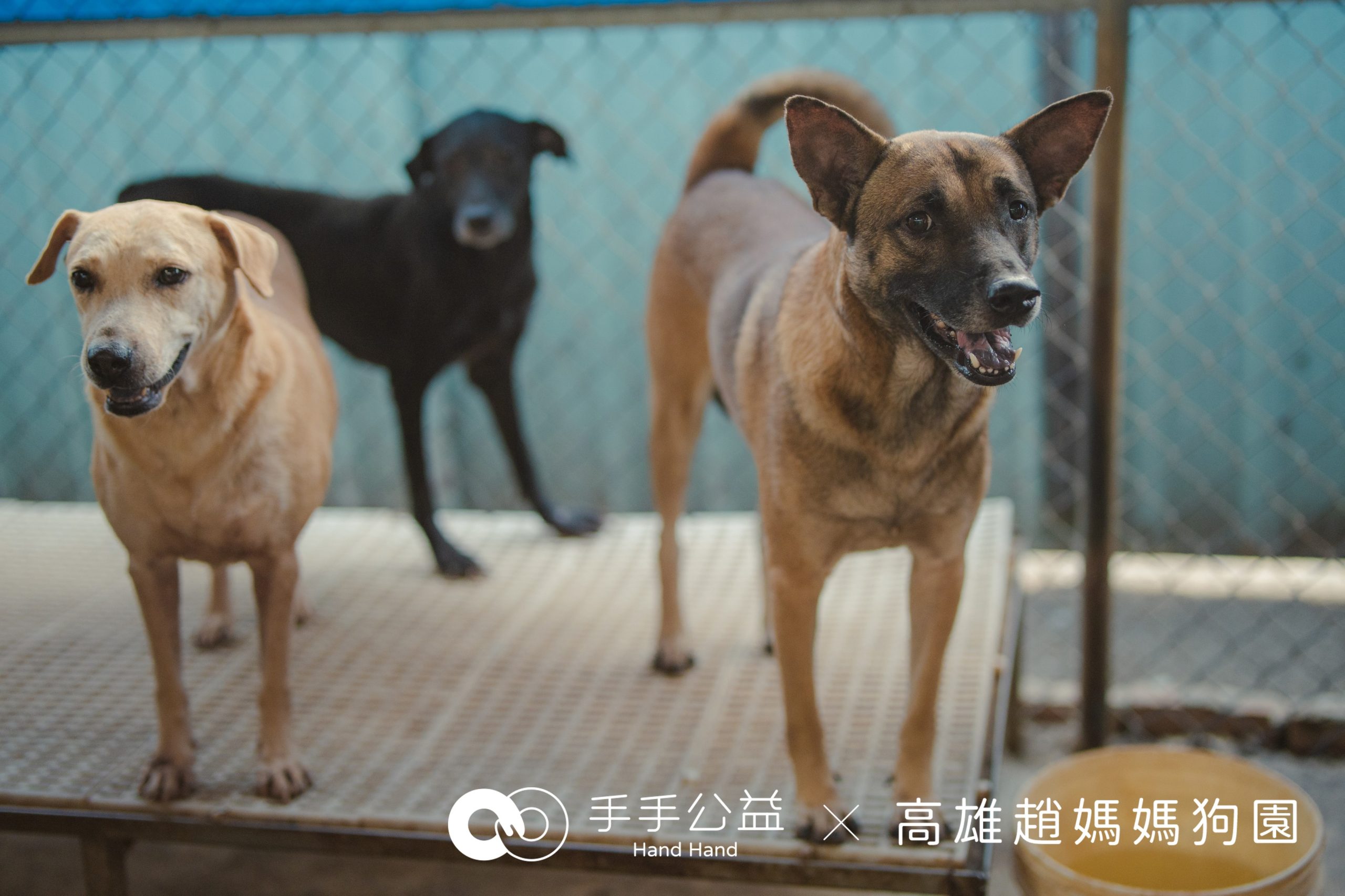 狗園永續新思維！知名公益團體協助狗園募集太陽能板自給自足