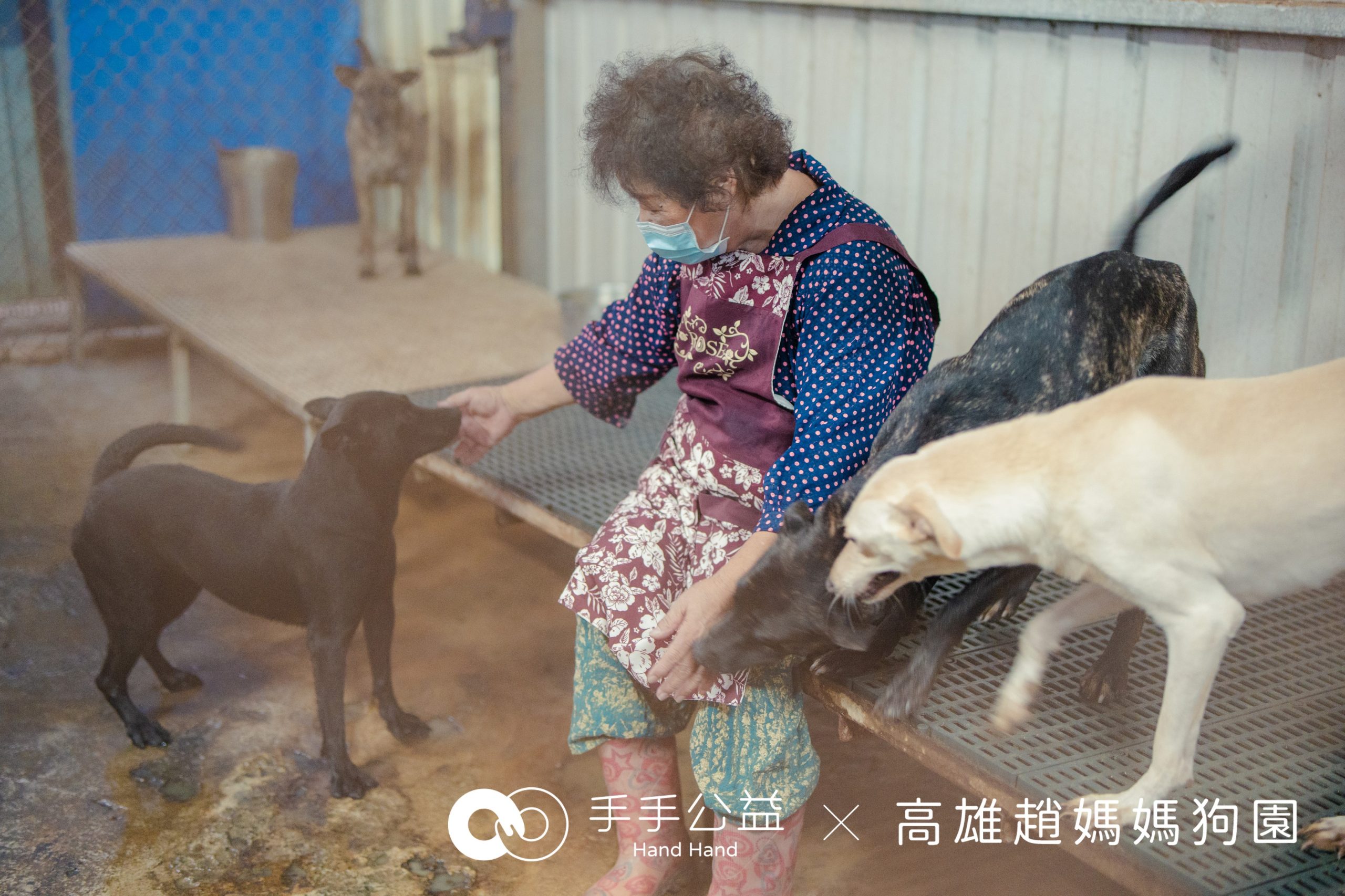 狗園永續新思維！知名公益團體協助狗園募集太陽能板自給自足