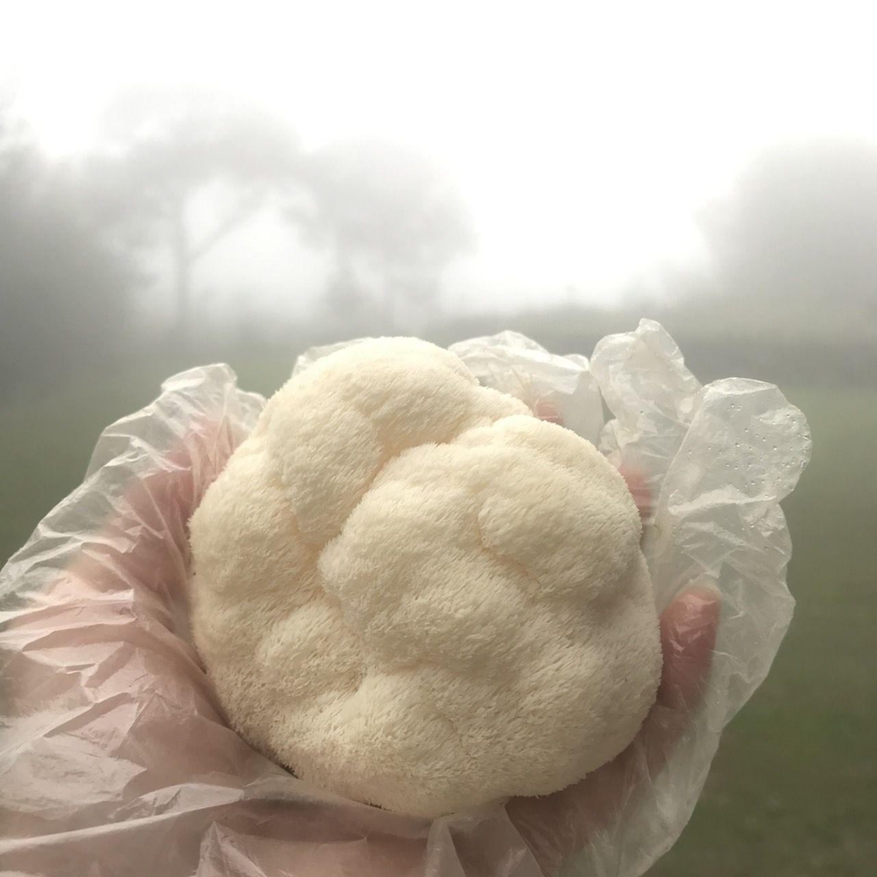 猴頭菇竟能成為家常菜的最佳主角！2圖秒懂挑選注意事項與料理祕訣