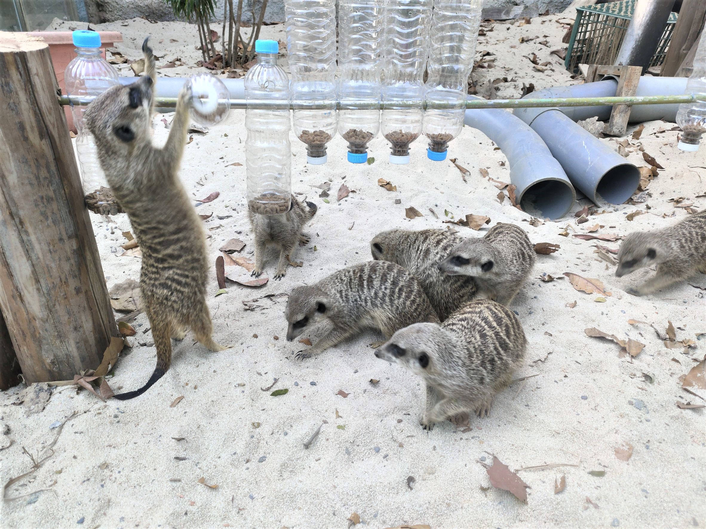 壽山動物園狐獴 「串燒覓食玩具」蟲蟲在裡面